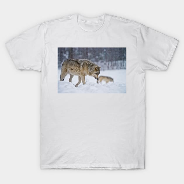 Timber Wolves T-Shirt by jaydee1400